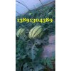 陜西黑無(wú)籽西瓜，田王西瓜，景新西瓜，金城5西瓜產(chǎn)地價(jià)格