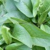 高產牧草 俄羅斯飼料菜種子