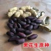 黑花生種子