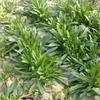 野菜種子倍受城鄉居的歡迎野菜品種 面條菜種子