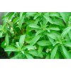 進口贊比亞甜葉菊報關事