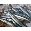 上海港進口日本鳀魚清關操作
